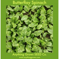 Spinach - Butterflay - Organic